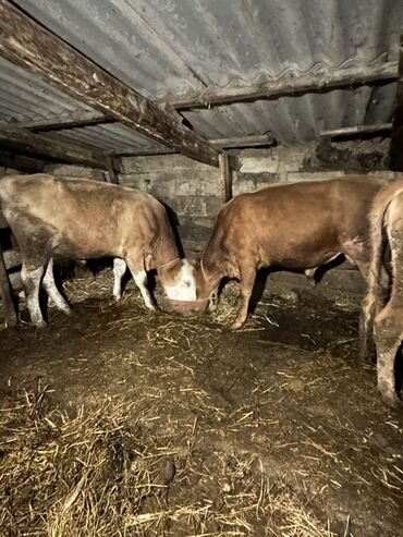 cuce ucun yem qablari: Təcli 3 Də Satlır ((Qiymət Sondu )) 100 120 kq heyvanlardır Ünvan