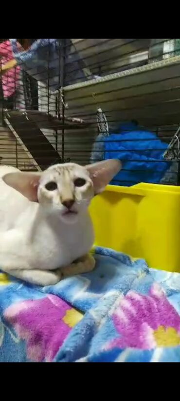 Продажа кошек: Ориентальная, 2 года, Девочка, Белый, Кастрирована, Приучена к лотку, Проглистована — 23