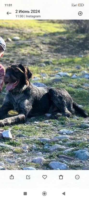 Собаки: Срочно! Потерялась собака в районе Канта охотничий дратхаар кобель
