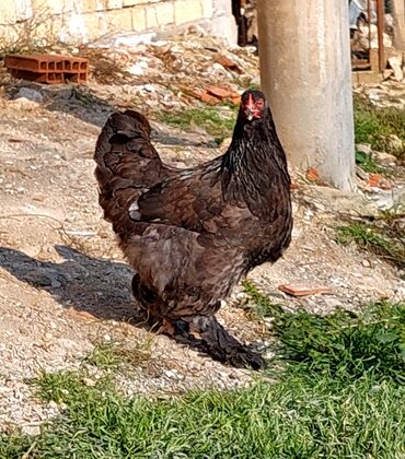 Toyuqlar: Toyuq, Brama, Ətlik — 6