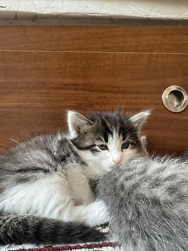 Pişiklər: Yaxşı əllərə — 2