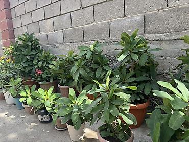 Молочаи: Молочай Милля (Euphorbia milii) в горшках — декоративно-цветущее — 2