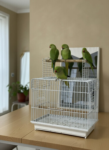 Tutuquşları: Ajarella Pakistan Pəncabdan gətirilib 3 aylıq balalar — 1