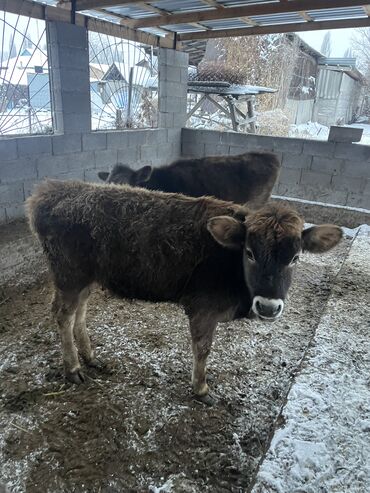 Коровы, быки: Продаю | Тёлка | На откорм, Для разведения, Для молока — 13