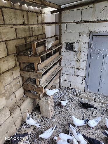 quşlar göyərçin: 30 dene qusdu tərgitmə heyvanlardi seçilib saxlanılıb Qaradağ rayonu — 5