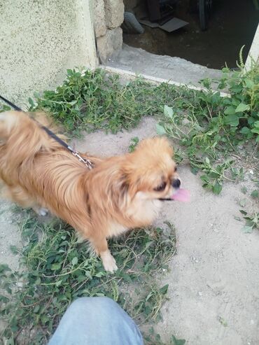 itler ucun: Pekines, 10 ay, Dişi