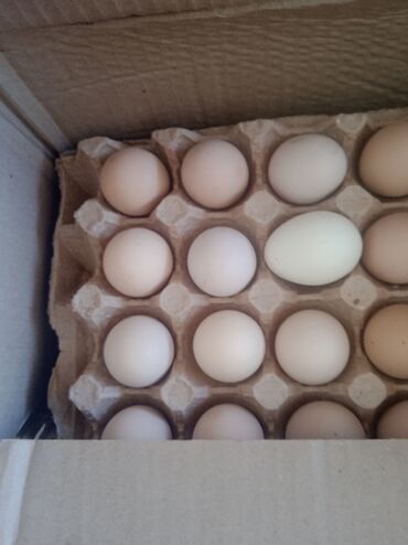 домик для птиц: Яйца С3 по 4с
40-45грам