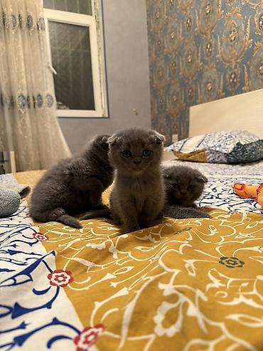 Pişiklər: Şotland yastı qulaq — 3