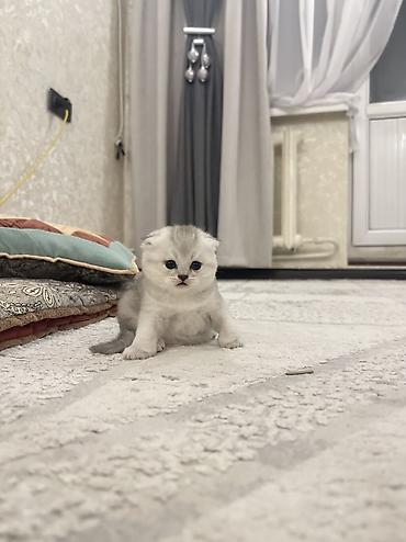 продажа домашних животных: Скотиш Страйт (Шотландская прямоухая), 1 месяц, Девочка, Серебристая шиншилла — 3