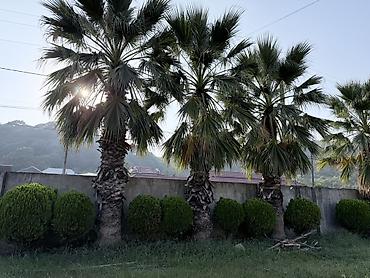 paulownia ağacı: Məhsul: 5 Dekorativ palma ağacları (fan tipli yarpaqlı, Washingtonia — 2