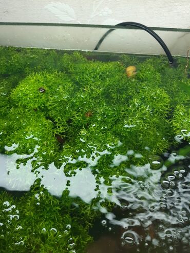 домашние рыбы: Риччия, плавающее зеленое убежище для мальков, Меченосцы, Анцитрус
