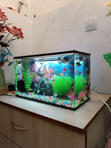 купить рыбок в аквариум: Аквариум Рыб 16шт, обогреватель, кислород фильтр, светодиод, корм пол