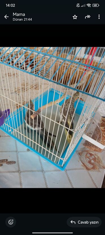 одежда для собак купить: 2 cütü 70 azn ünvan salayan rayonu yeni ulxanlı kəndi lalafo.az -da одежда для собак купить: 2 cütü 70 azn ünvan salayan rayonu yeni ulxanlı kəndi