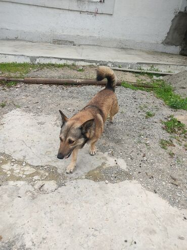 İtlər: Zvonok, 1 il, Erkek -da lalafo.az — 7 İtlər: Zvonok, 1 il, Erkek — 7