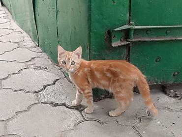 котиков: Кошка даром: Беспородная, 3 месяца, Мальчик, Метис — 5