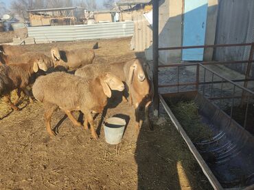 Бараны, овцы: Продаю | Баран (самец) | Арашан | Для разведения | Племенные — 8