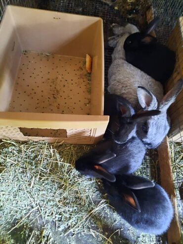 Кролики: Крольчата Серебро возраст 1 месяц цена окончательная