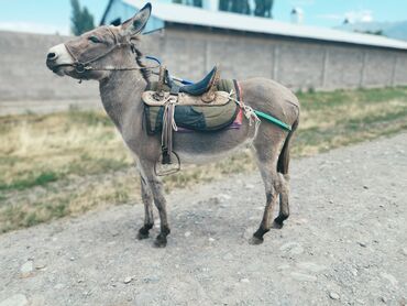 сх животные: 1 ослиха 1 ослёнок 1,5года спокойные не пинается не кусается на эшек