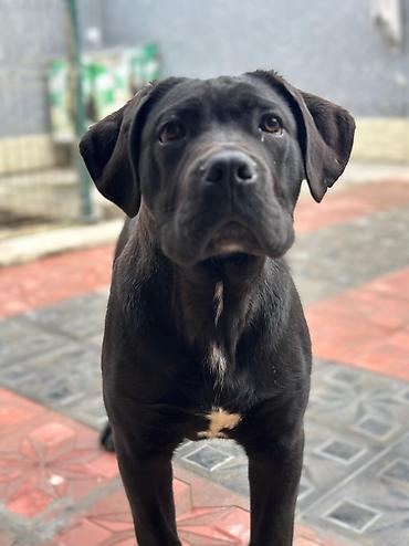 İtlər: 2 Ədəd Erkək və Dişi. Cane Corso Təmiz Qan – həm həyət, həm də ailə — 5
