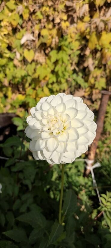 пионы цена: Черенки цветка: Самовывоз, Бесплатная доставка