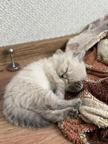 heyvan sikisi: Ragdoll cins balaca pişik – uzun tüklü, açıq krem rəngli, qulaqlar — 5