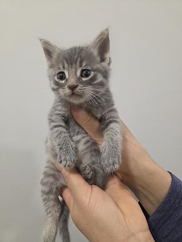 Pişiklər: Yaxşı əllərə — 7