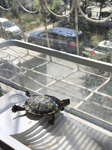 Аквариумы: Красноухая черепаха (Trachemys scripta elegans) с комплектом — 1