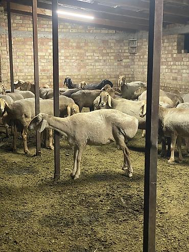 купить кошку в бишкеке: Авган кой сатылат 8 тиш басы 95 миң дагы сүйлөшөбүз — 5