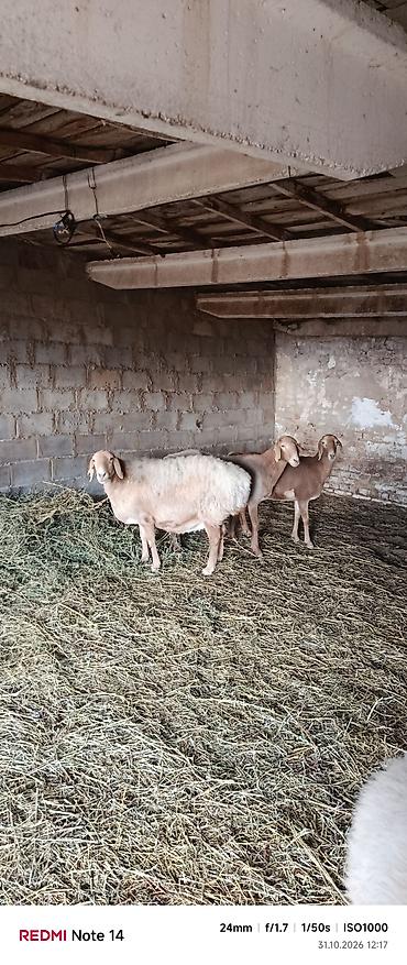 продажа кормов для сельскохозяйственных животных: Продаю | Овца (самка) | Арашан | Для разведения | Матка — 7