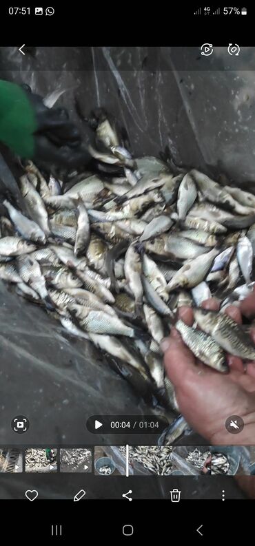 цена рыбы в кыргызстане: Малёк Малёк Малёк Сазан Амур Карп Толстолобик