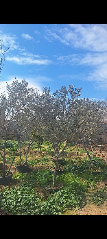 zeytun agaclari: Dipçəkdə zeytun ağacları.BÖYÜK ENDİRİM❗️ - Növ: Zeytun (Olea europaea) — 1