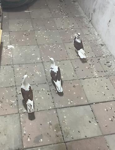 danşan quş: Hazır cütdülər təmiz bakı quşlarl təmiz çeplərdi. 3ü 50manat — 1
