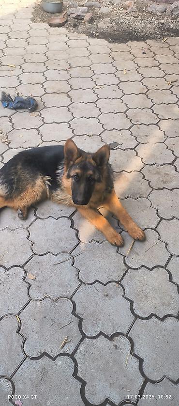 Продажа собак: Щенок немецкой овчарки Продаётся чистопородный щенок Немецкой — 5
