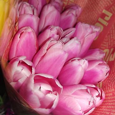 Букеты из живых цветов: Открыта бронь на тюльпаны оптом и розницу 2026 года к 8 марта — 13