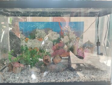 Akvarium aksessuar və ləvazimatları: Tam hazir vəziyyətdə akvarium.Tek tek alinsa 3 qat qiyməte başa