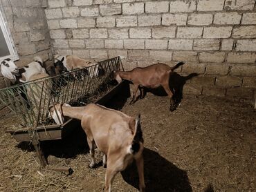 sanen keçiləri: Dişi, il: 2, Pulsuz çatdırılma