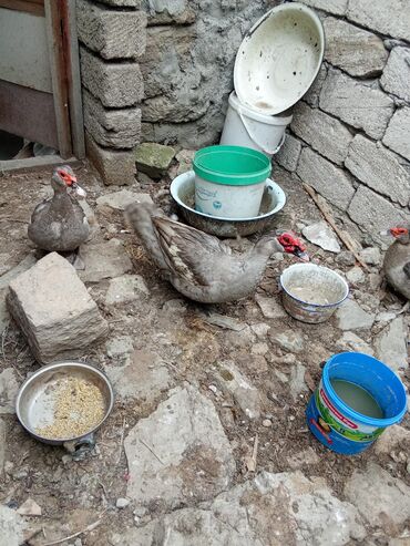 Digər quşlar: Lavanda cinsi. 1erkey,3fere . 8-9ayliqdilar. tecrubeli qirt oturan lalafo.az -da Digər quşlar: Lavanda cinsi. 1erkey,3fere . 8-9ayliqdilar. tecrubeli qirt oturan