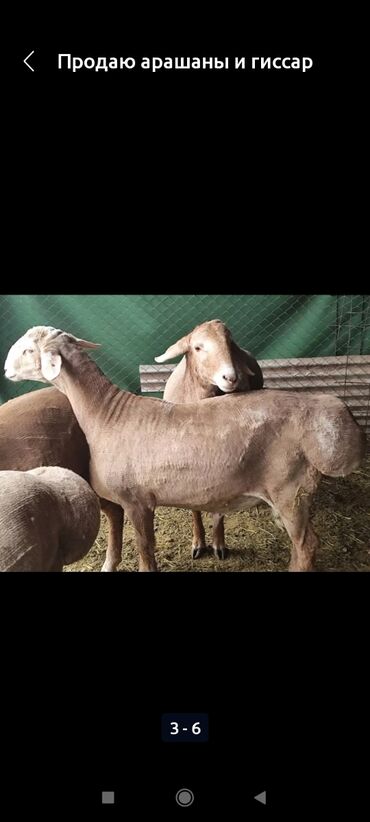 курдючные бараны: Продаю | Овца (самка), Баран (самец) | Гиссарская, Арашан