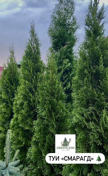 саженцы елки: Продаются декоративные хвойные растения 🌿🌲 -туи от 100 до 300см -ели — 3