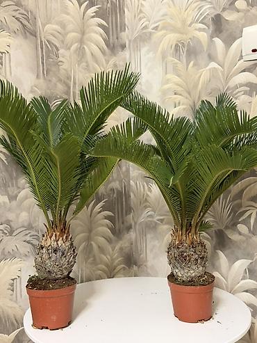 ухоженные: Цикас (саговник) 🌿 Стильное декоративное растение, придаёт интерьеру — 2