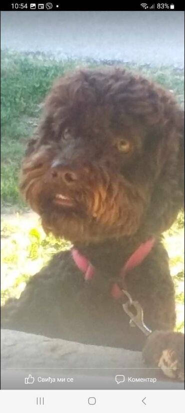 Psi: Prelepi štenci Lagoto Romanjolo dostupni za nove domove. Rođeni — 17