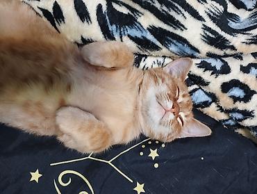 я ищу котенка: Кошка даром: Беспородная, Мальчик, Приучена к лотку — 2