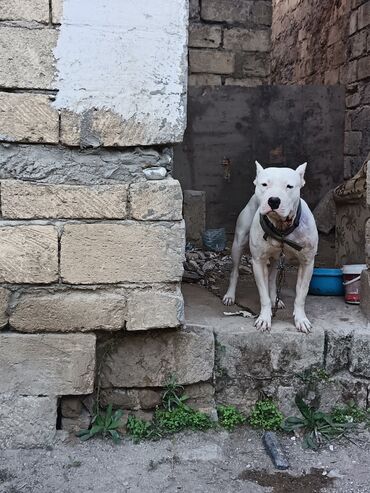 İtlər: Ağ rəngli, əzələli, orta-böyük ölçülü it. Qısa tüklü, qulaqları kəsik — 5
