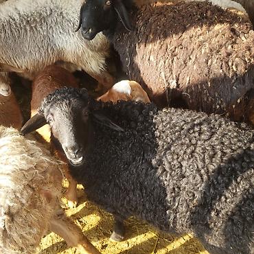 Баран, овца: Продаю | Овца (самка) | Для разведения | Матка — 7