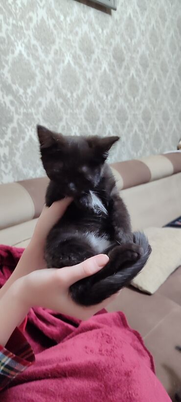 куплю кошку: Кошка даром: Беспородная, 3 месяца, Девочка, Метис, Приучена к лотку