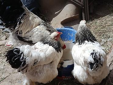 Куры, петухи: Продаю | Куры — 8