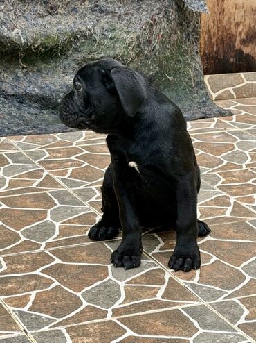 İtlər: Kane-Korso — 18