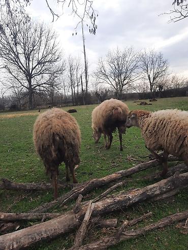 Qoyunlar, qoçlar: Şişək satılır -da lalafo.az — 9 Qoyunlar, qoçlar: Şişək satılır — 9