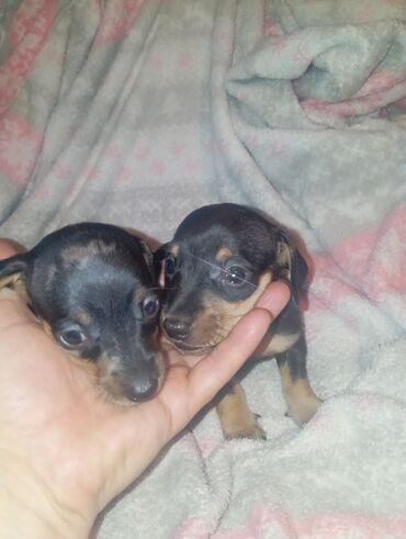 Продажа собак: Такса, 1 месяц, Самка — 8