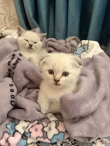 рысь кошка: Шотландские котята (скоттиш) светлого окраса. Вислоухий и страйт — 1